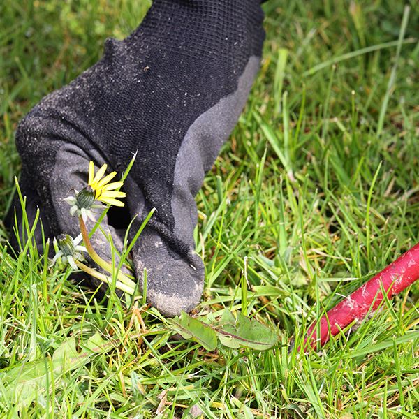 removing dandelion on the ground